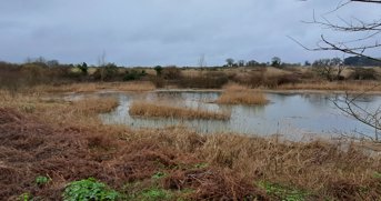 Aldhurst reedbed