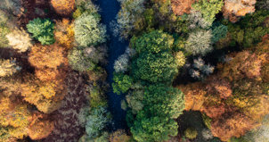 iStock-trees