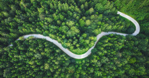 ForestRoad