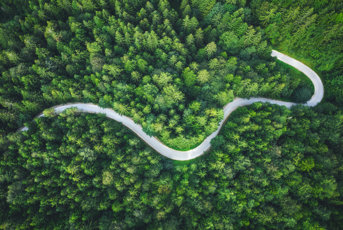 ForestRoad