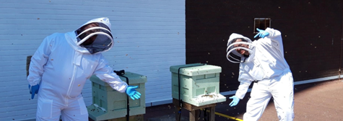 St John’s Shopping Centre in Liverpool bees