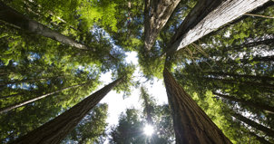 ESG_Trees